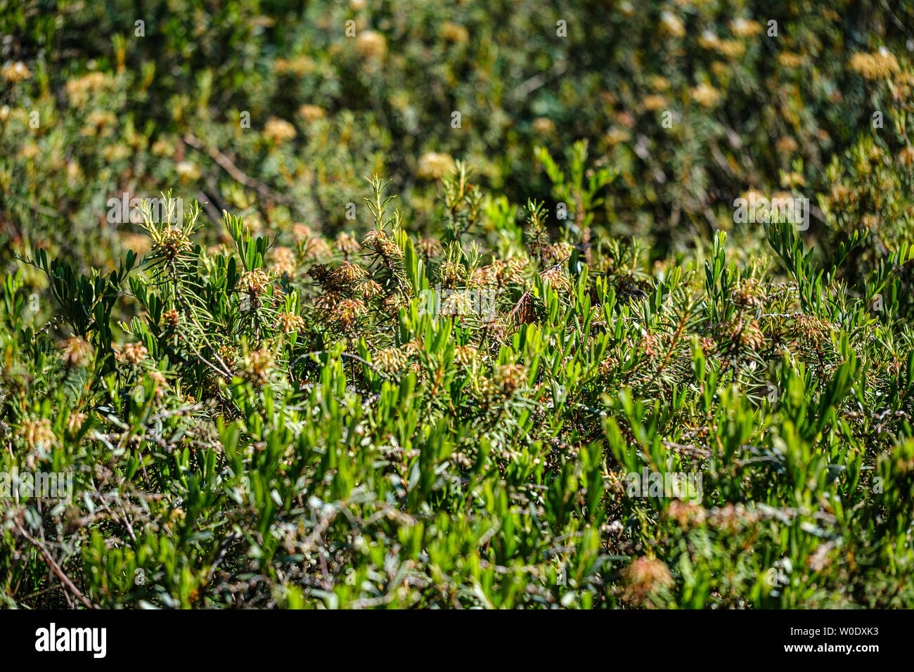 Labrador Marsh wild marsh labrador in forest with blur background in summer Stock ...