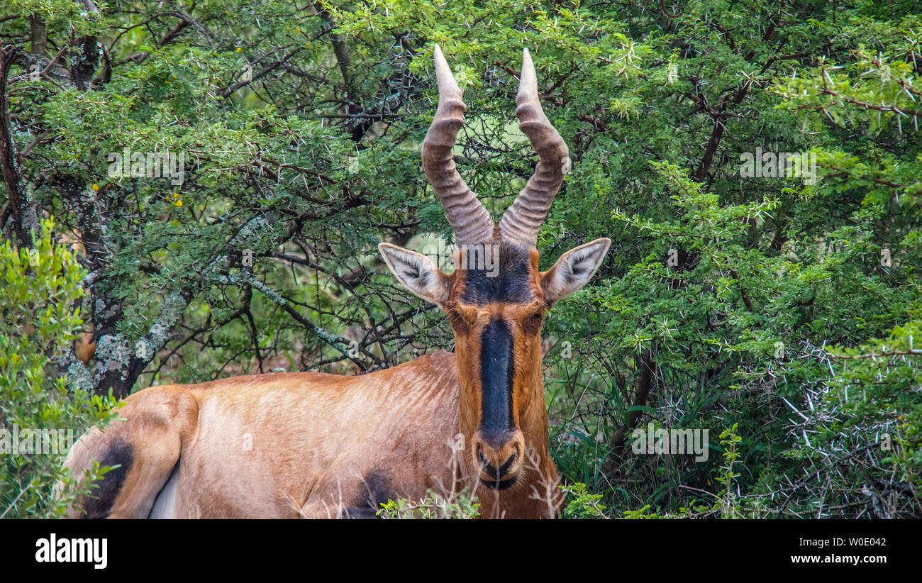 South Africa, Eastern Cape province, Addo Elephant National Park, tsessebe (or topi) (Damaliscus lunatus) Stock Photo