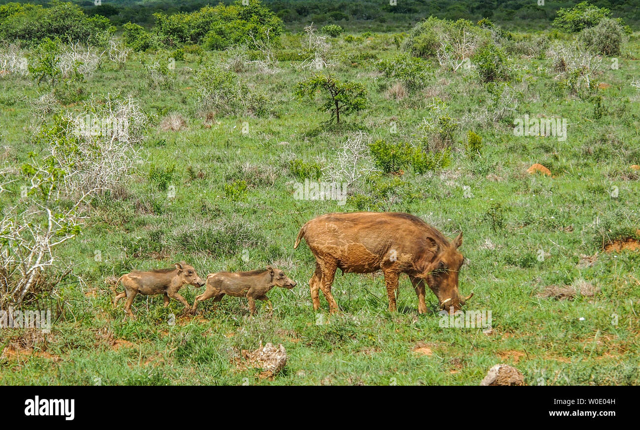 South Africa, Eastern Cape province, Addo Elephant National Park, warthog (Phacochoerus aethiopicus) and its youngs Stock Photo
