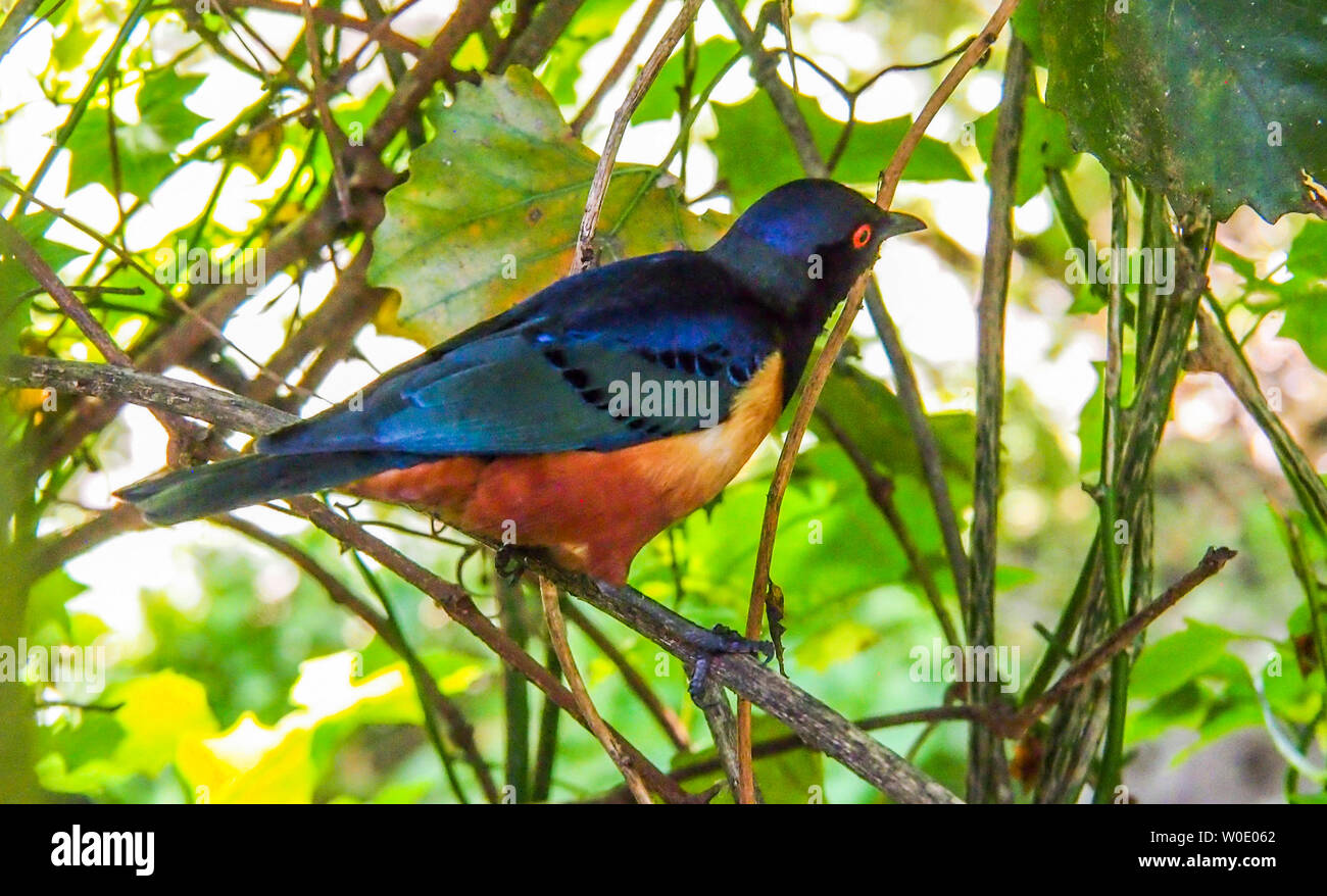 South Africa, Western Cape province, Garden Route, Nature's Valley, Birds  of Eden sanctuary, starling in the trees Stock Photo - Alamy