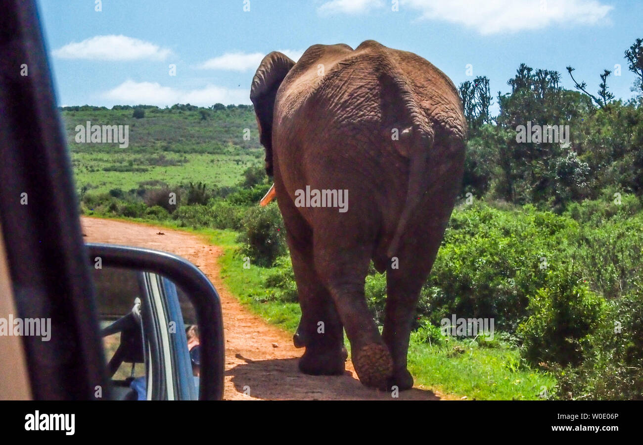 South Africa, Eastern Cape province, Addo Elephant National Park, African elephant (Loxodonta africana) Stock Photo