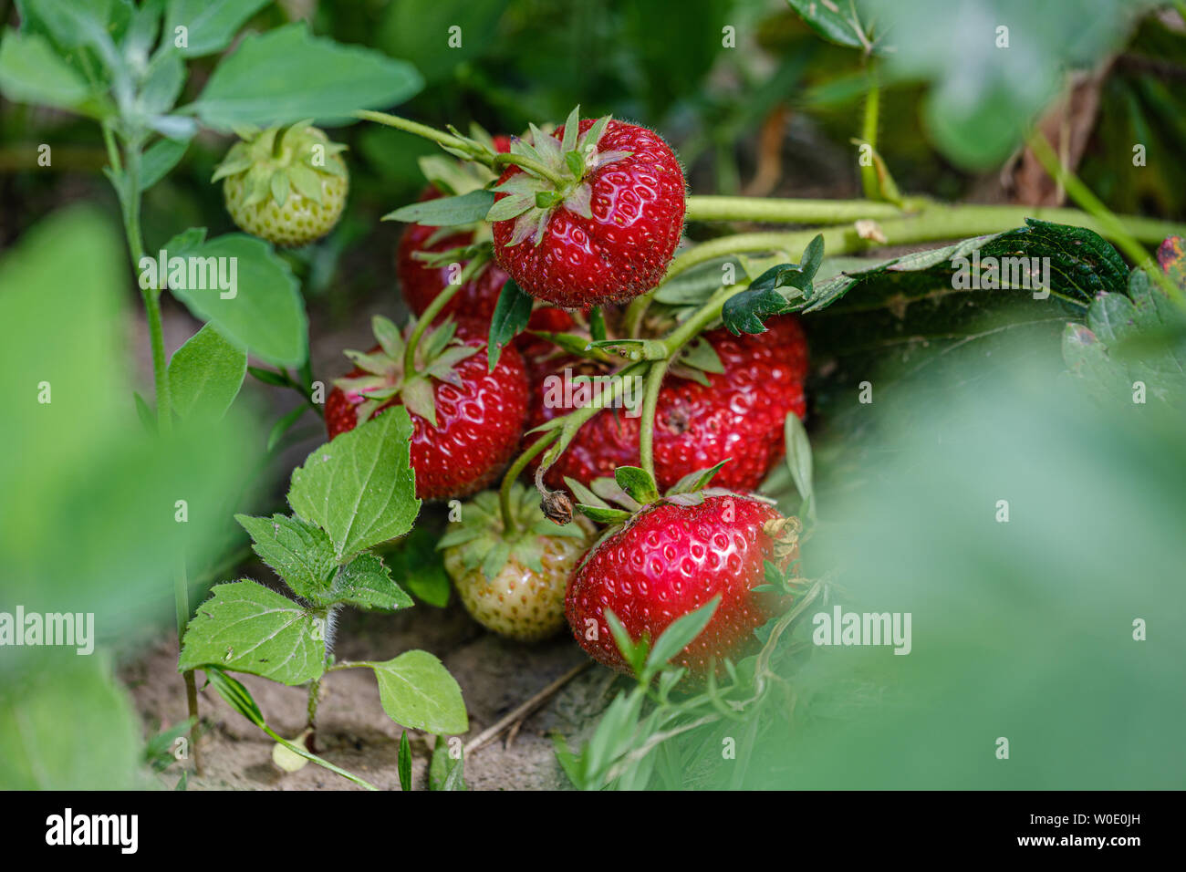 wild strawberries red growing on the ground in eco garden Stock Photo ...