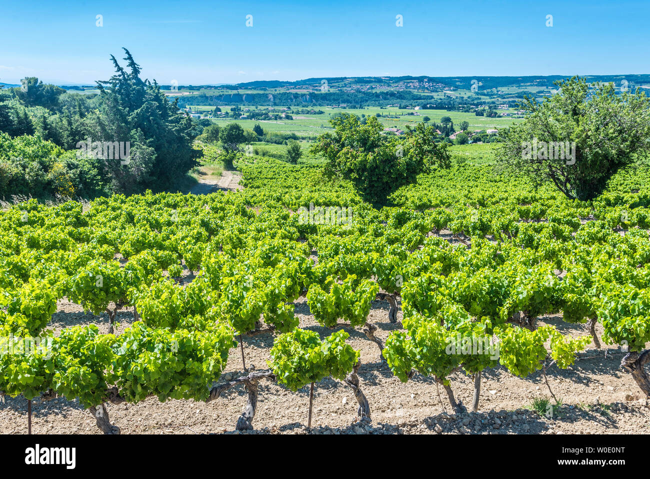 France, Vaucluse, Cotes-du-Rhone AOC vineyard, village of Seguret (Plus Beau Village de France - Most Beautiful Village of France) Stock Photo
