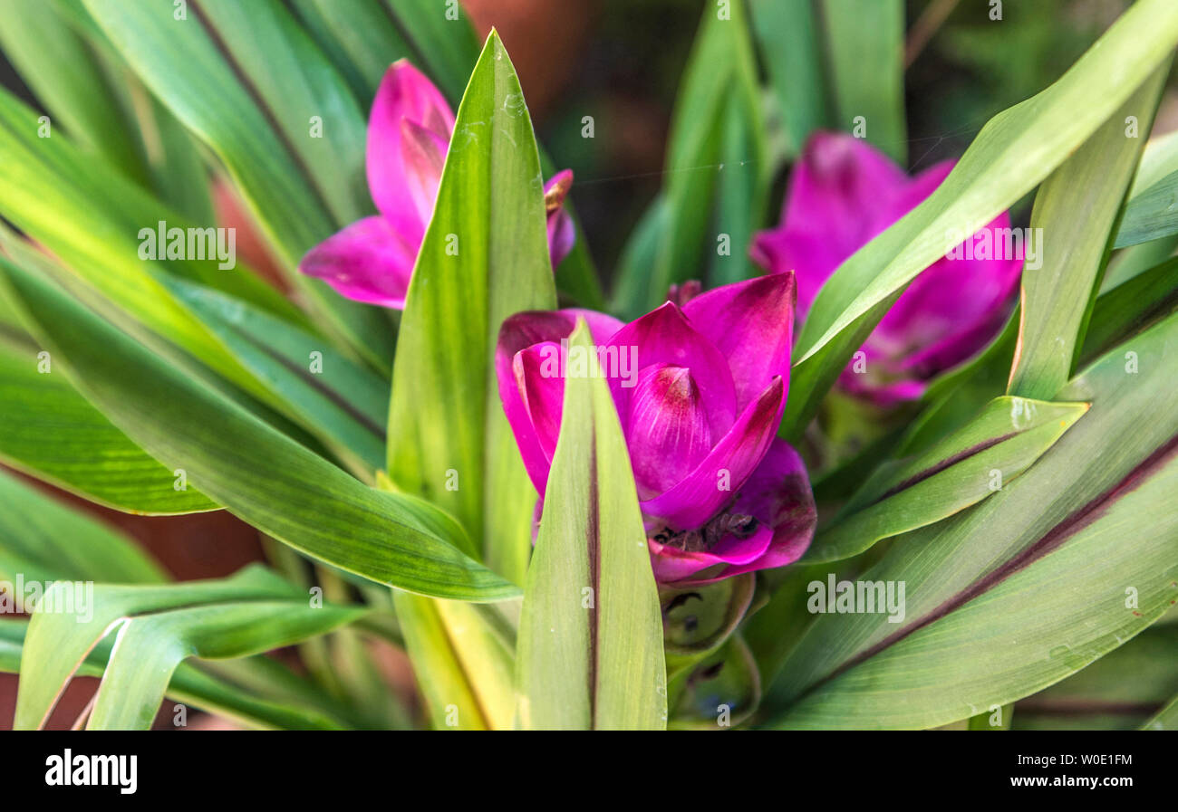 France, Gironde, green house tropical plant, turmeric flowers Stock Photo