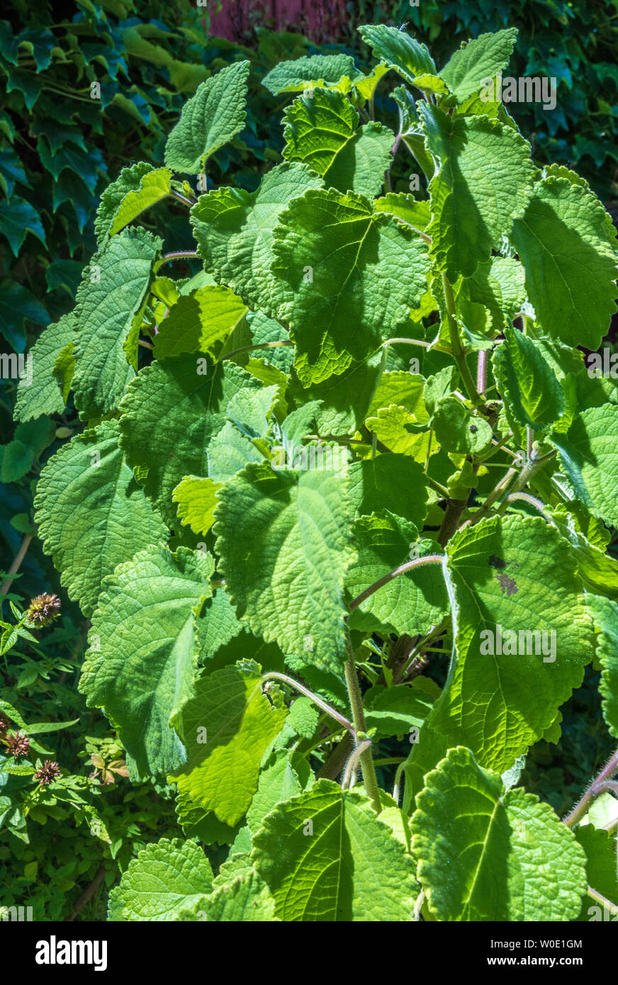 France, Gironde, green house tropical plant, Patchouli Stock Photo
