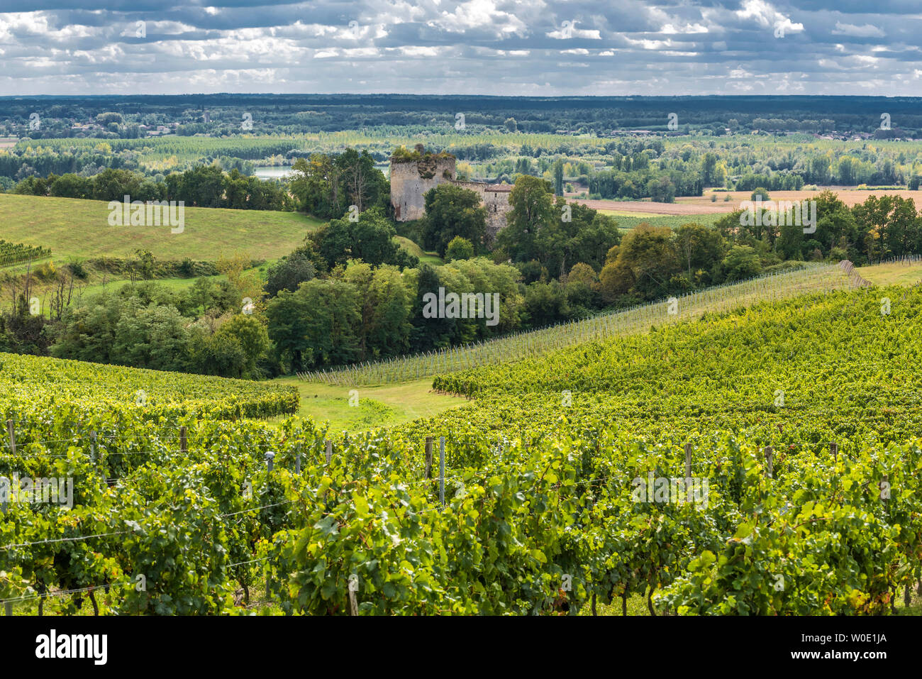 France, Gironde, Entre-deux-Mers, vallée de la Garonne with the feudal castle of Langoiran in the middle of the vineyards Stock Photo