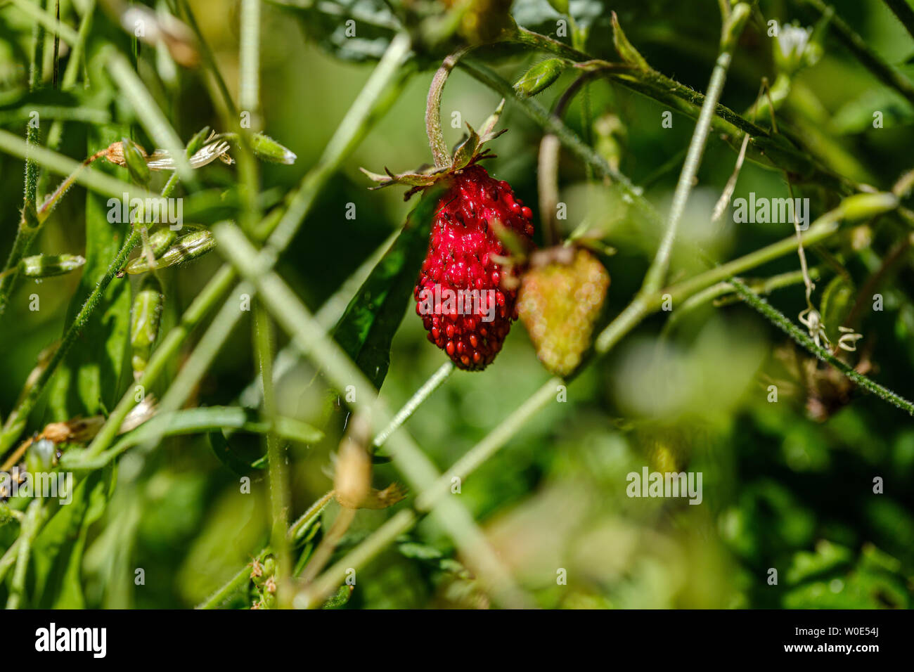 wild strawberries red growing on the ground in eco garden Stock Photo ...