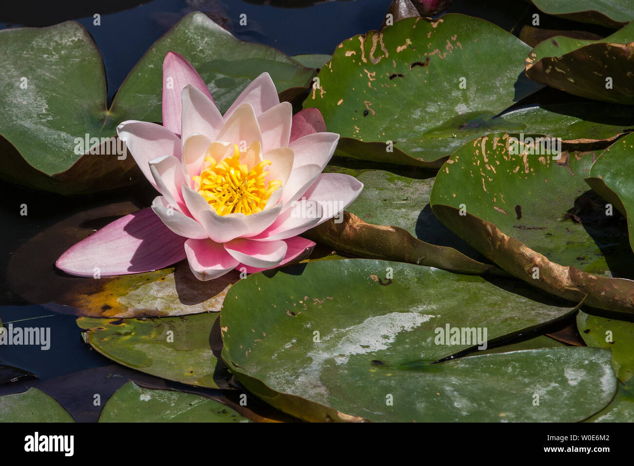 White And Red Water Lilies In Pond High Resolution Stock Photography And Images Alamy