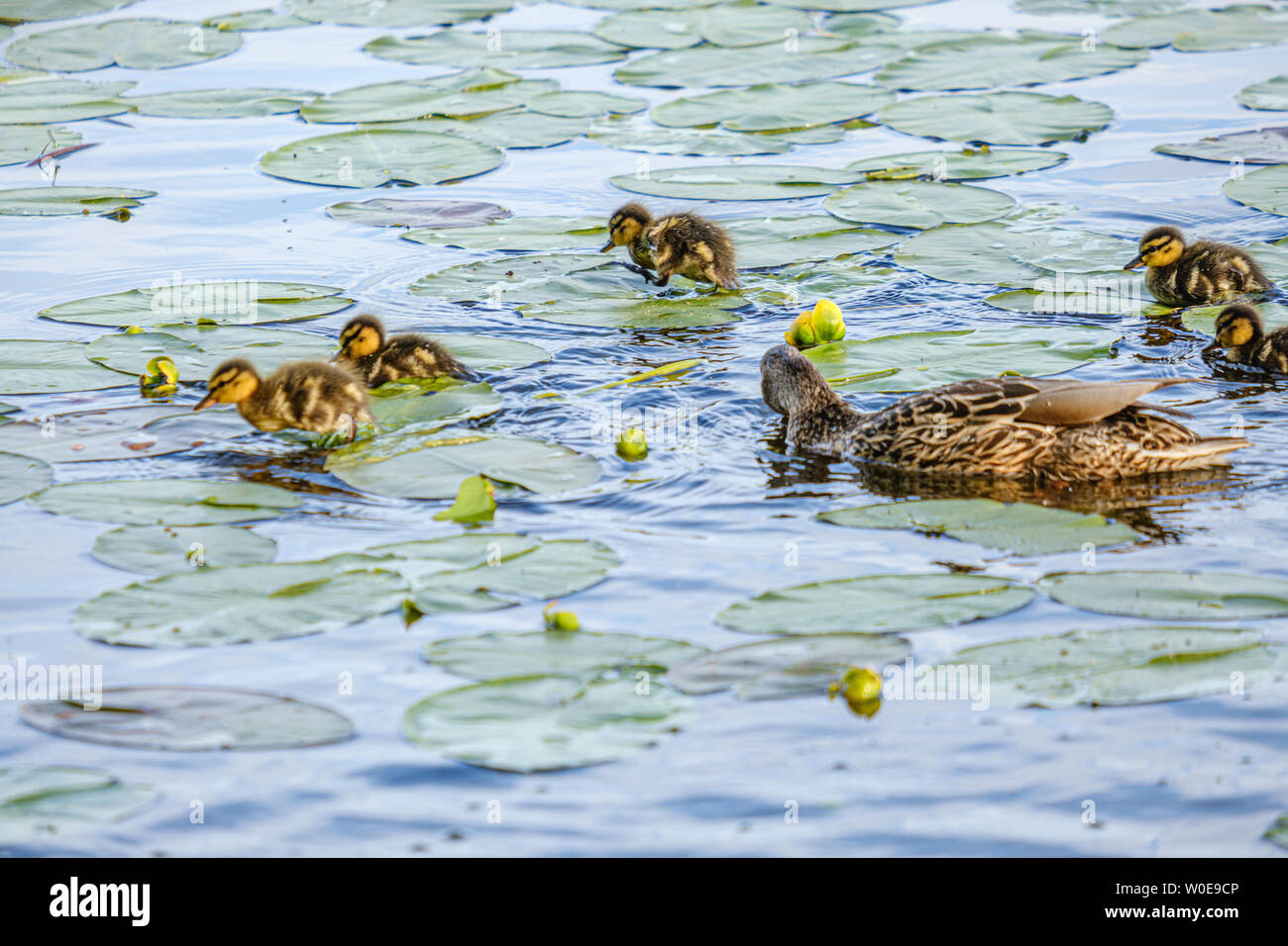 mother duck with small ducklings swimming in river lake water between water lilies in summer