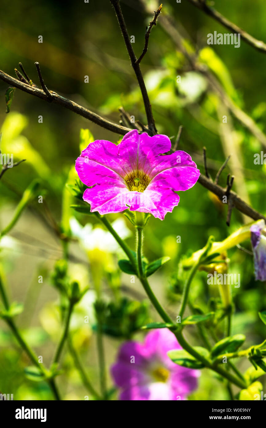Beautiful purple Geranium Flowers in the garden.with green background. Stock Photo