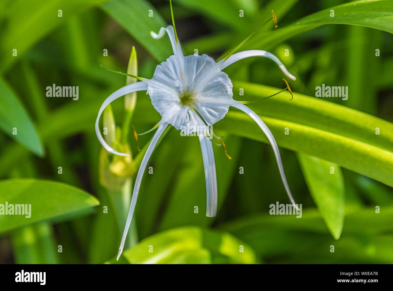 Vietnam, Longouse flower (Hedychium flavescens ou Hedychium coronarum), perennial plant of the Zingiberaceae family Stock Photo