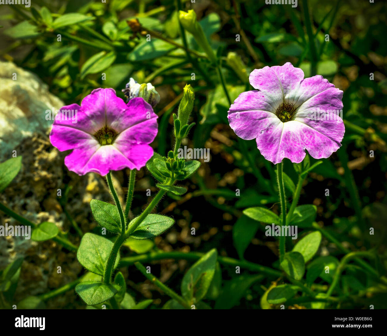 Beautiful purple Geranium Flowers in the garden.with green background. Stock Photo