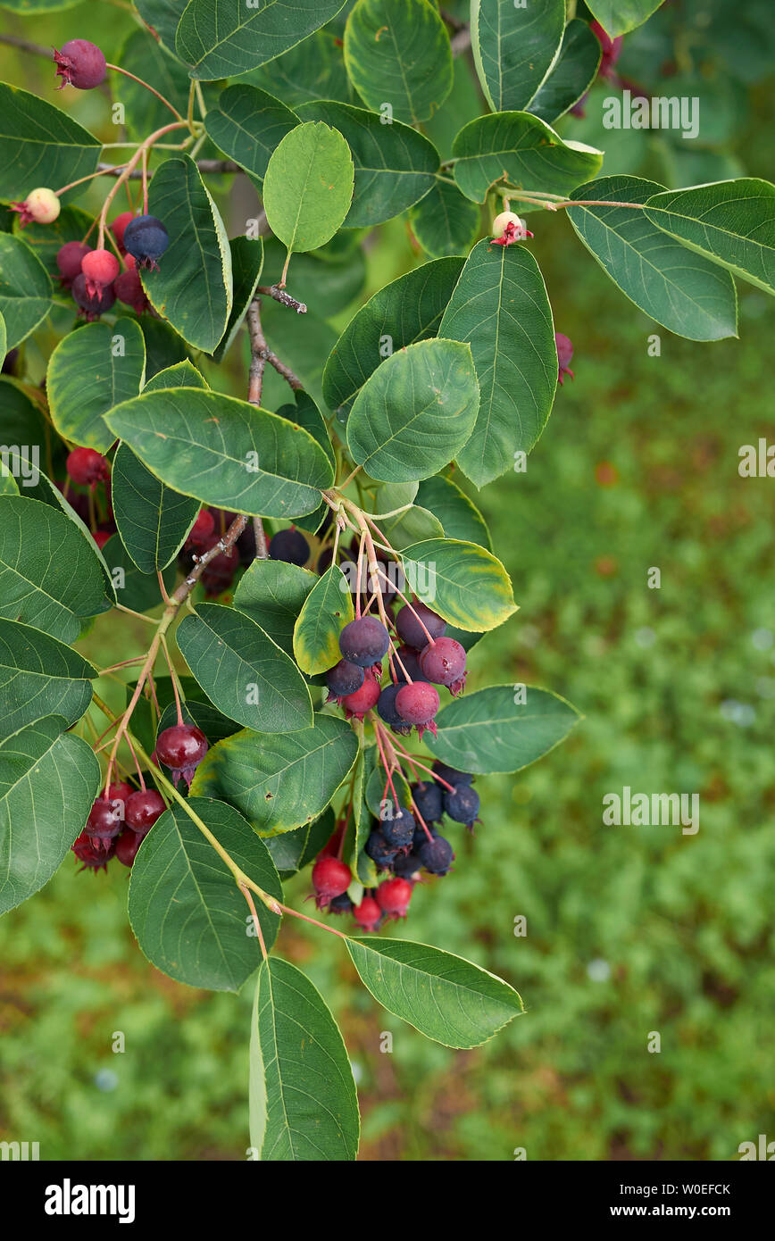 Amelanchier canadensis branch with ripe fruit Stock Photo