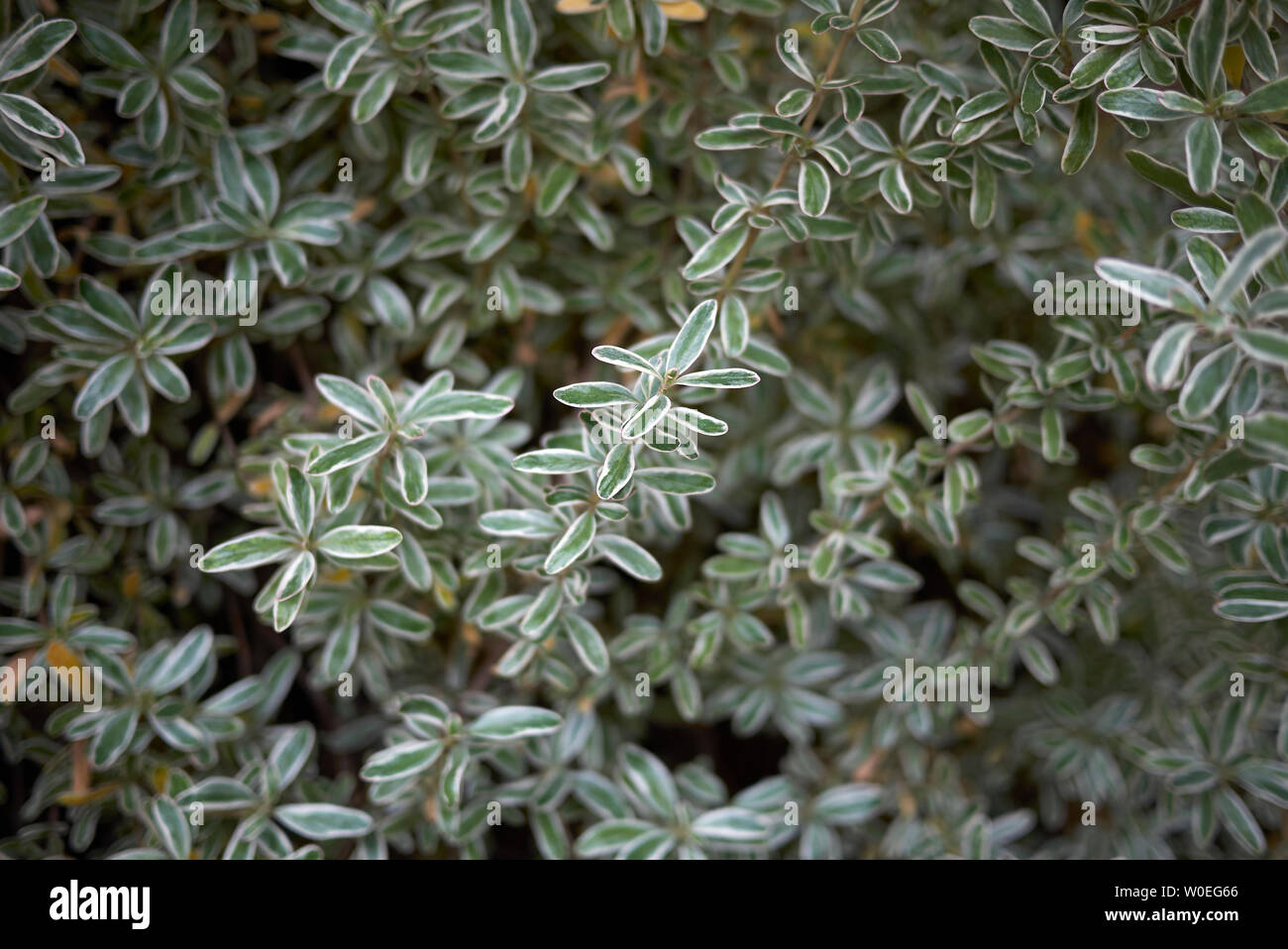 bioland saatgut kaufen Bio Saatgut – Gartenkorn main image 0