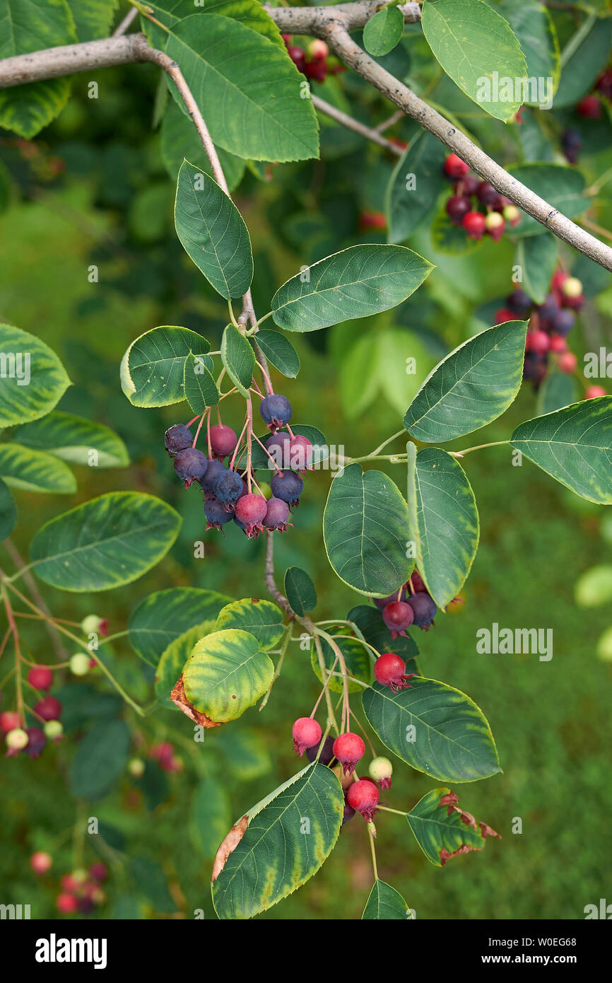 Amelanchier canadensis branch with ripe fruit Stock Photo