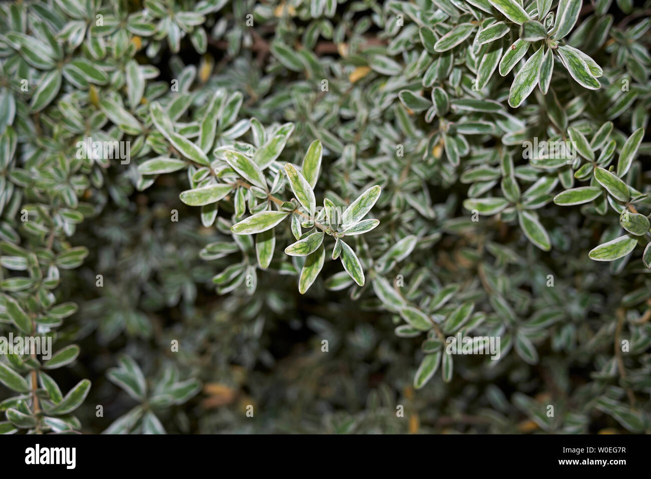 Coprosma kirkii variegata shrub close up Stock Photo - Alamy