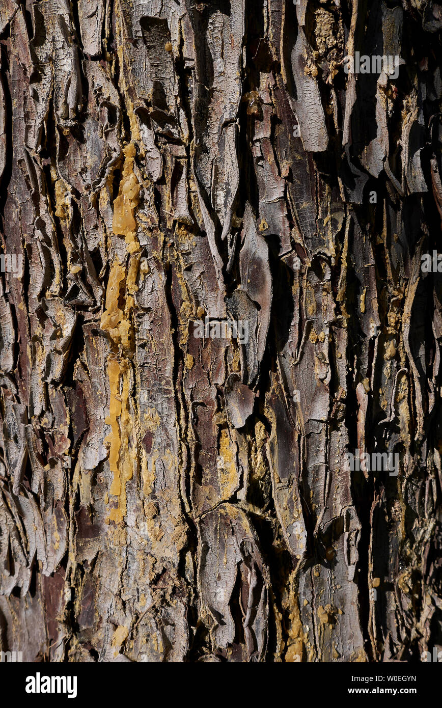 Cupressus arizonica bark close up Stock Photo