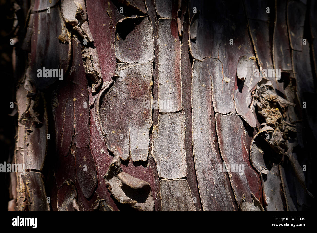 Cupressus arizonica bark close up Stock Photo