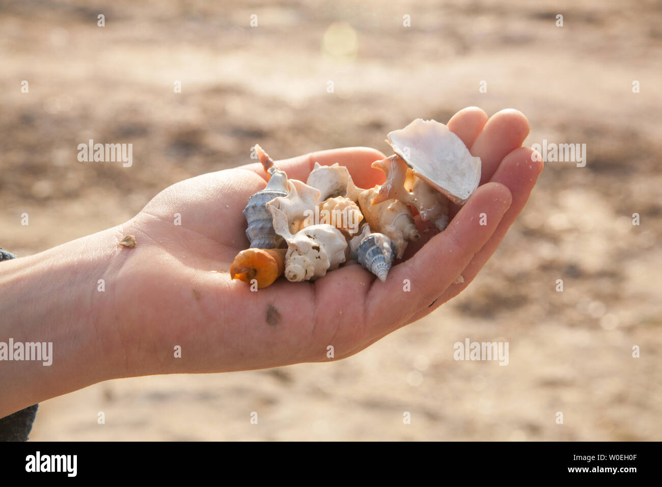 Close up of a child's hand full of different seashells Stock Photo - Alamy
