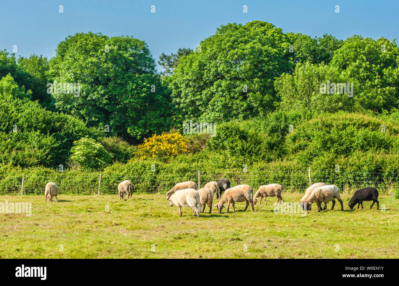 France, Brittany, Finistere, Moelan sur Mer, a flock of sheep Stock Photo