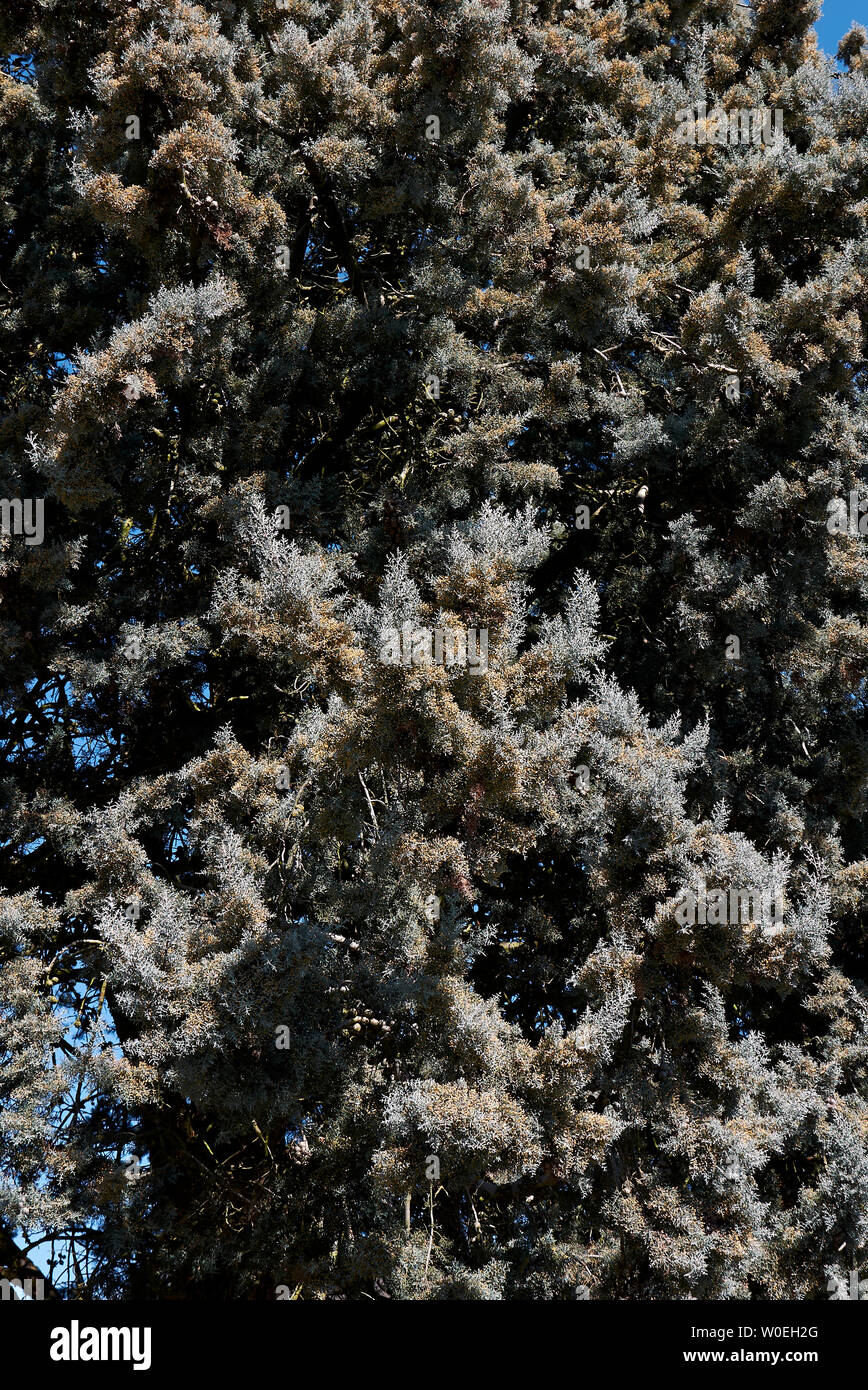 winter blossom of Cupressus arizonica tree Stock Photo