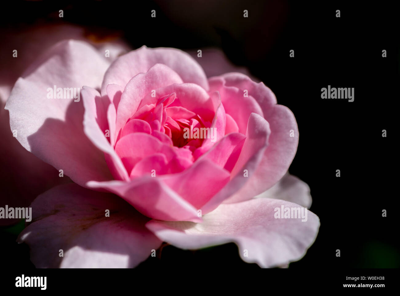 Magnificent rose hi-res stock photography and images - Alamy