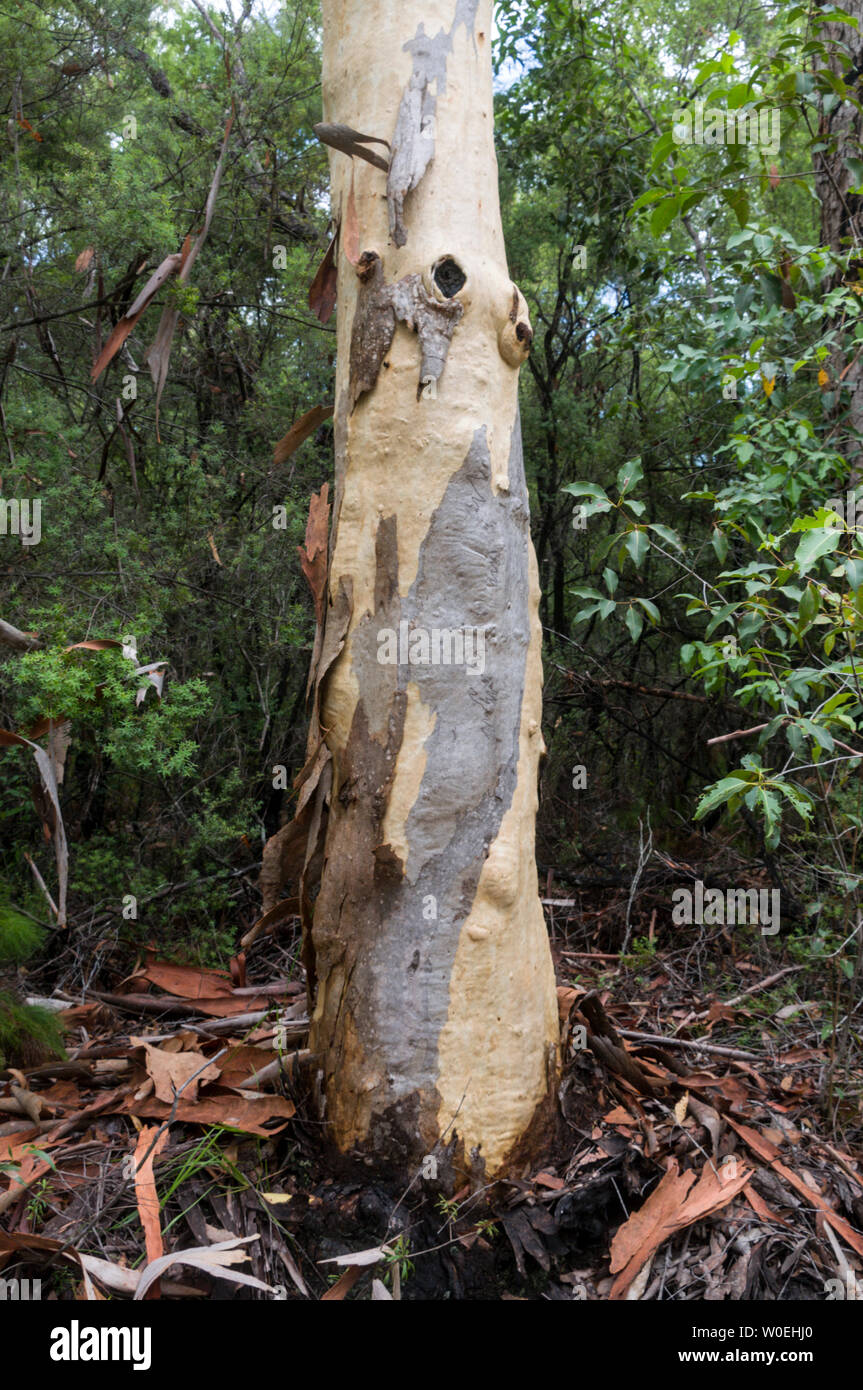 An Australian Paperbark tree, also called a Melaleuca quinquenervia in the rain forest of Fraser Island in Queensland, Australia  Fraser Island is a W Stock Photo