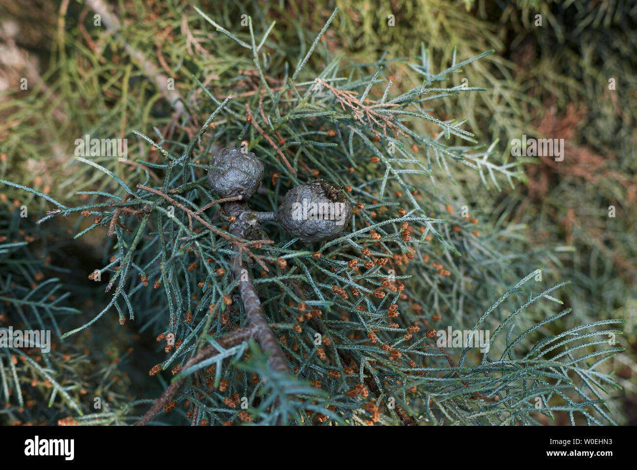 branch with cones of Cupressus arizonica tree Stock Photo
