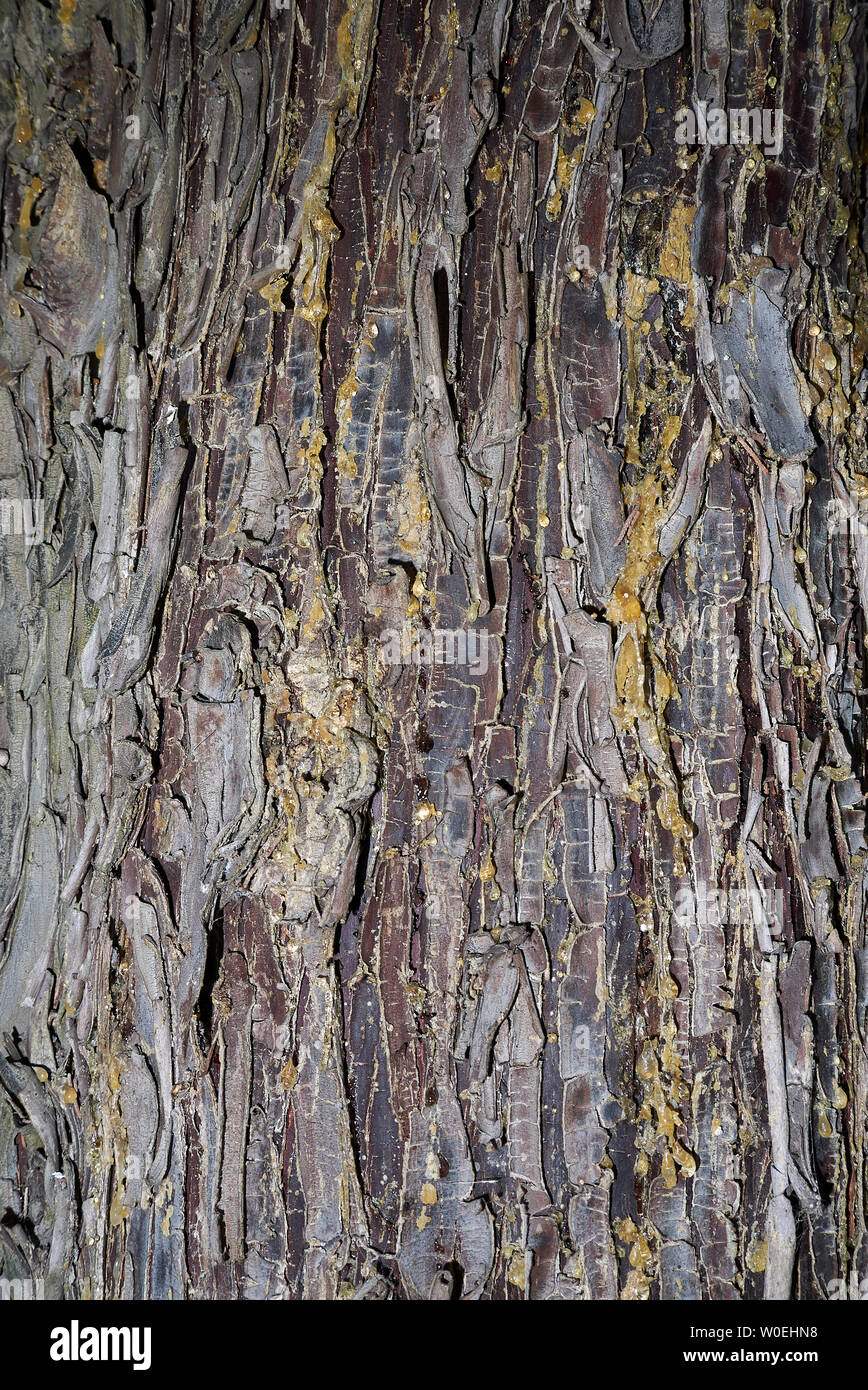 Cupressus arizonica bark close up Stock Photo