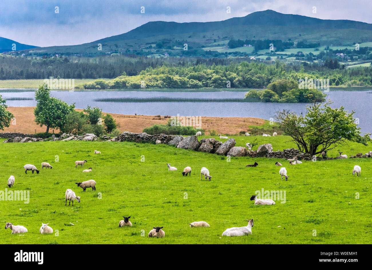 Republic of Ireland, County Mayo, the Fjord of Killary and black-headed sheeps Stock Photo
