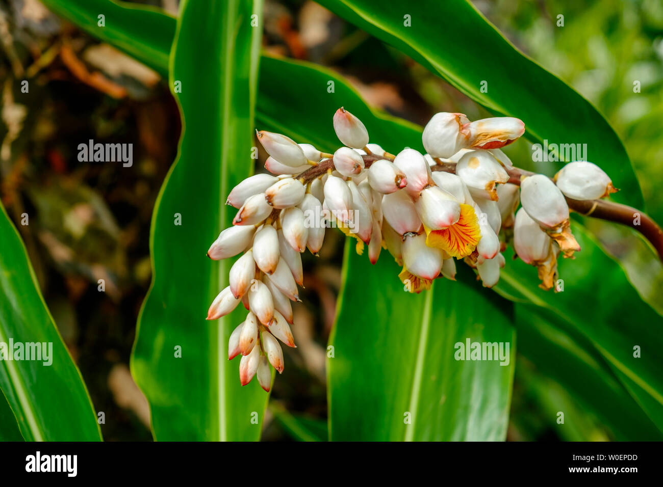Close up of a Shell Ginger flower head in full bloom on the Blue
