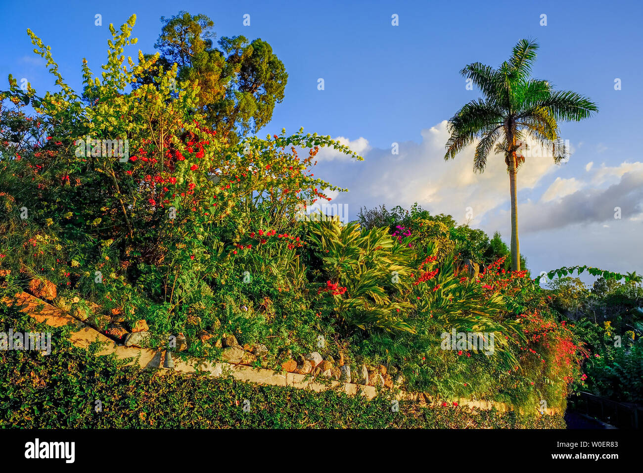 Jamaican rock garden on the Blue Mountains Stock Photo