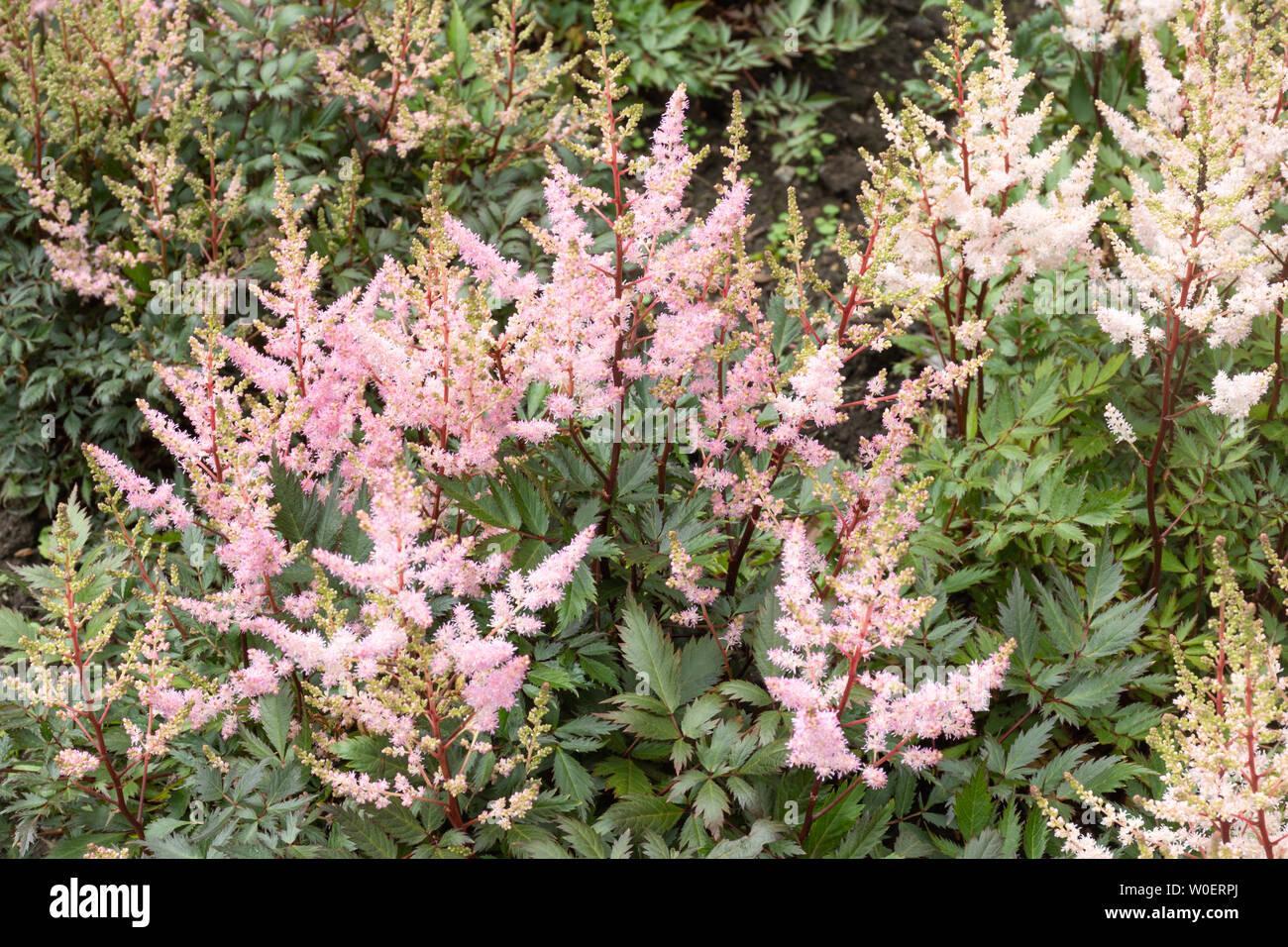 Astilbe 'bumalda' flowering shrub with pink flowers in an English garden during June Stock Photo