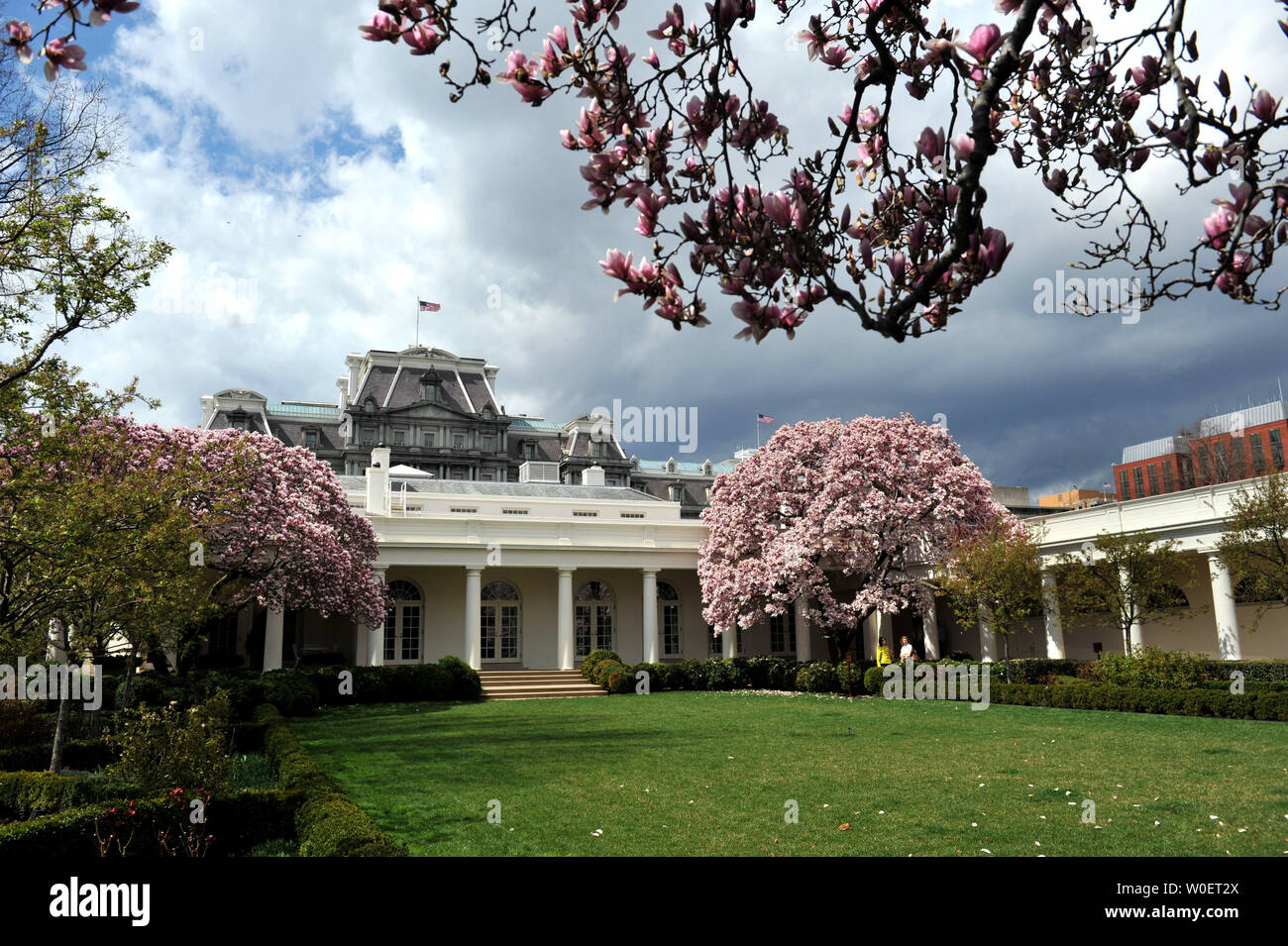 Magnolia trees bloom in the Rose Garden at the White House in Washington on  March 29, 2009. (UPI Photo/Kevin Dietsch Stock Photo - Alamy