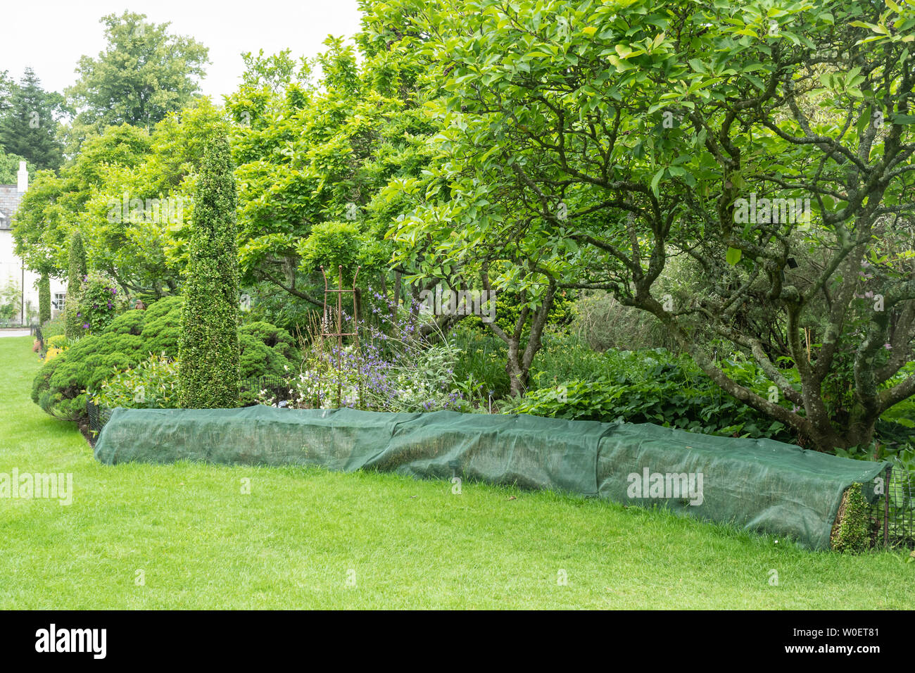 Box hedge covered with netting to prevent box moth caterpillar damage