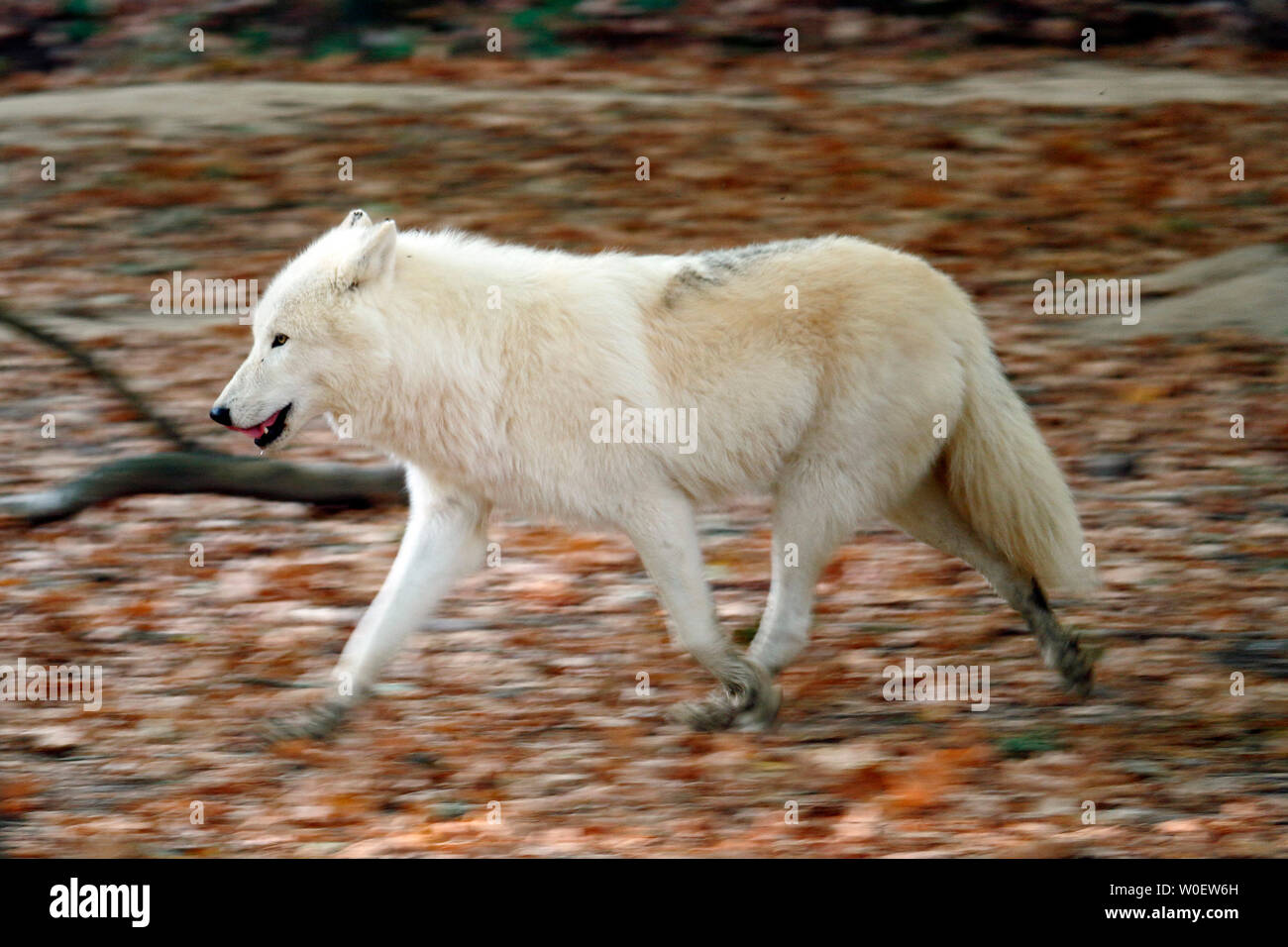Arctic Wolf Canis Lupus Arctos Moving About Running Stock Photo Alamy