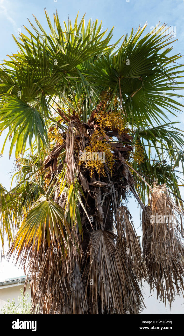 Palm tree growing in warm sunny weather Stock Photo Alamy