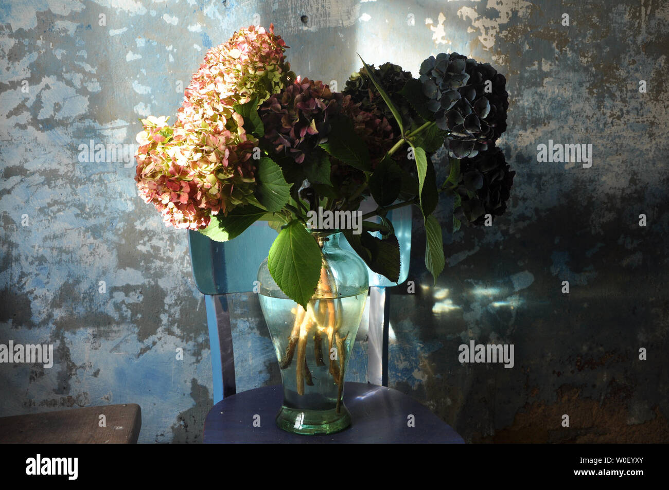 France, Bretagne,Taupont, Autumn, Interior photography, bunch of flowers, blues and pinks hydrangeas in a transparent glass vase on a blue chair, enlighten by the sun Stock Photo