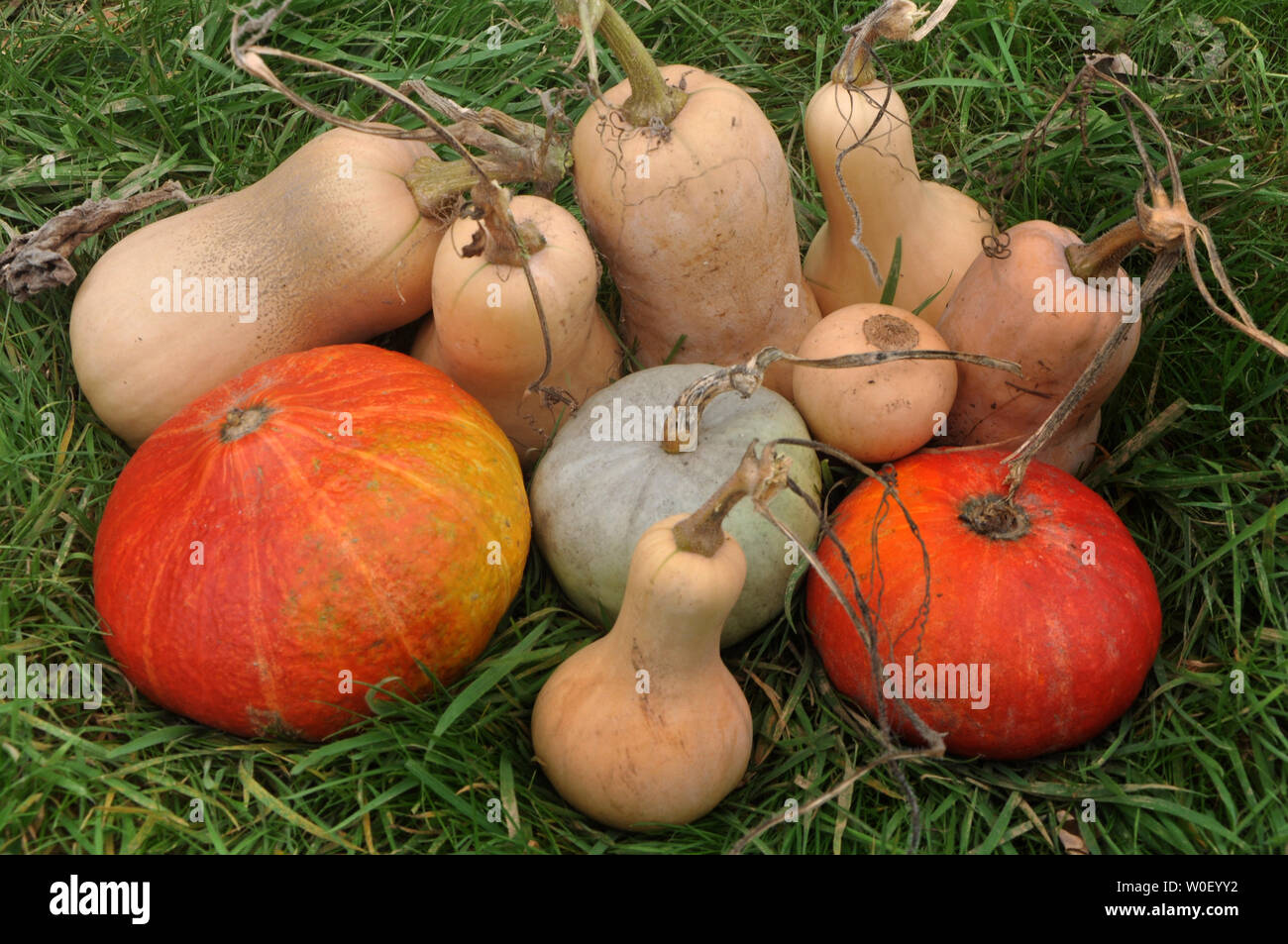 France, Bretagne,Taupont, October, different types of squashes, organic