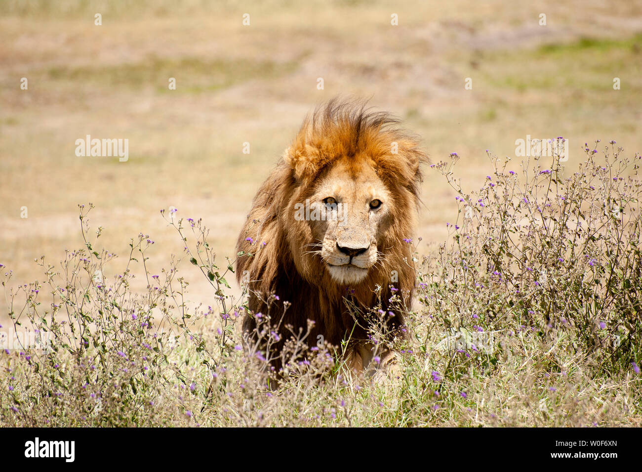 Flora and fauna, lion hi-res stock photography and images - Alamy