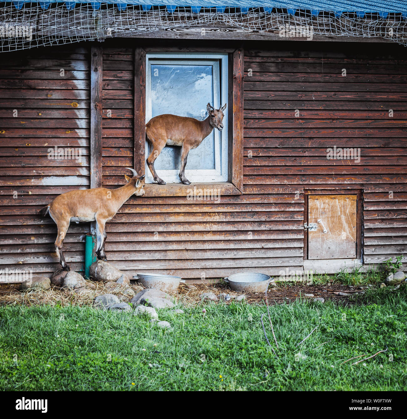 Deer house field hires stock photography and images Alamy