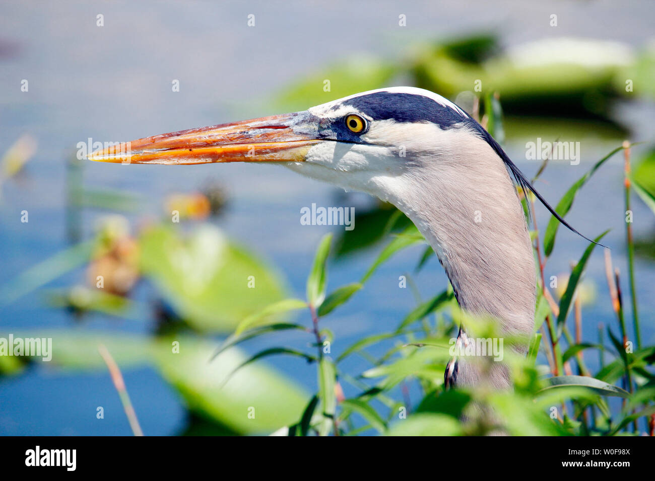 USA. Florida. Everglades National Park. Anhinga Trail. Close-up of a great heron during the hunt arising from the vegetation. Stock Photo