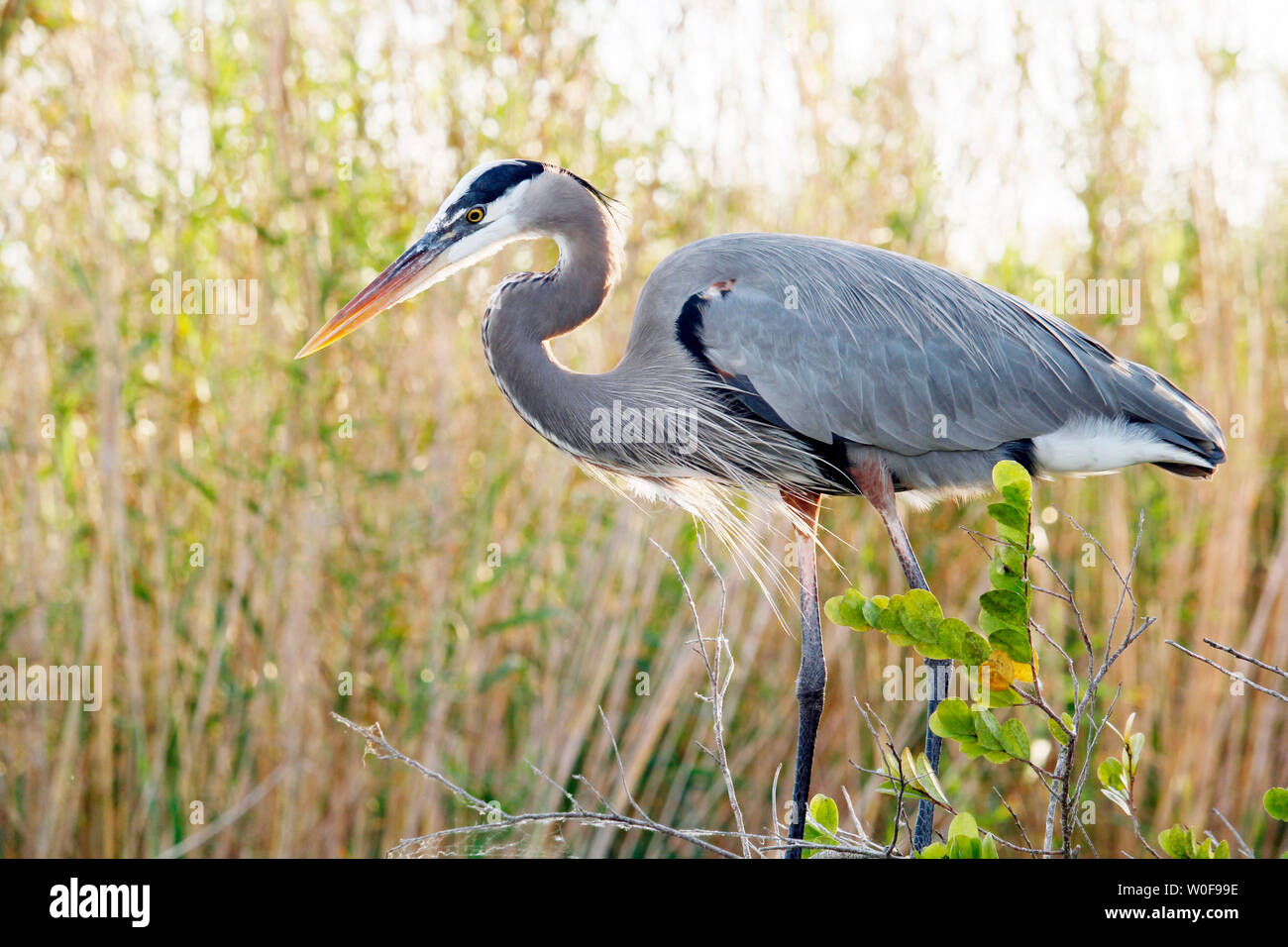 USA. Florida. Everglades National Park. Anhinga Trail. Close-up of a great heron during the hunt. Stock Photo