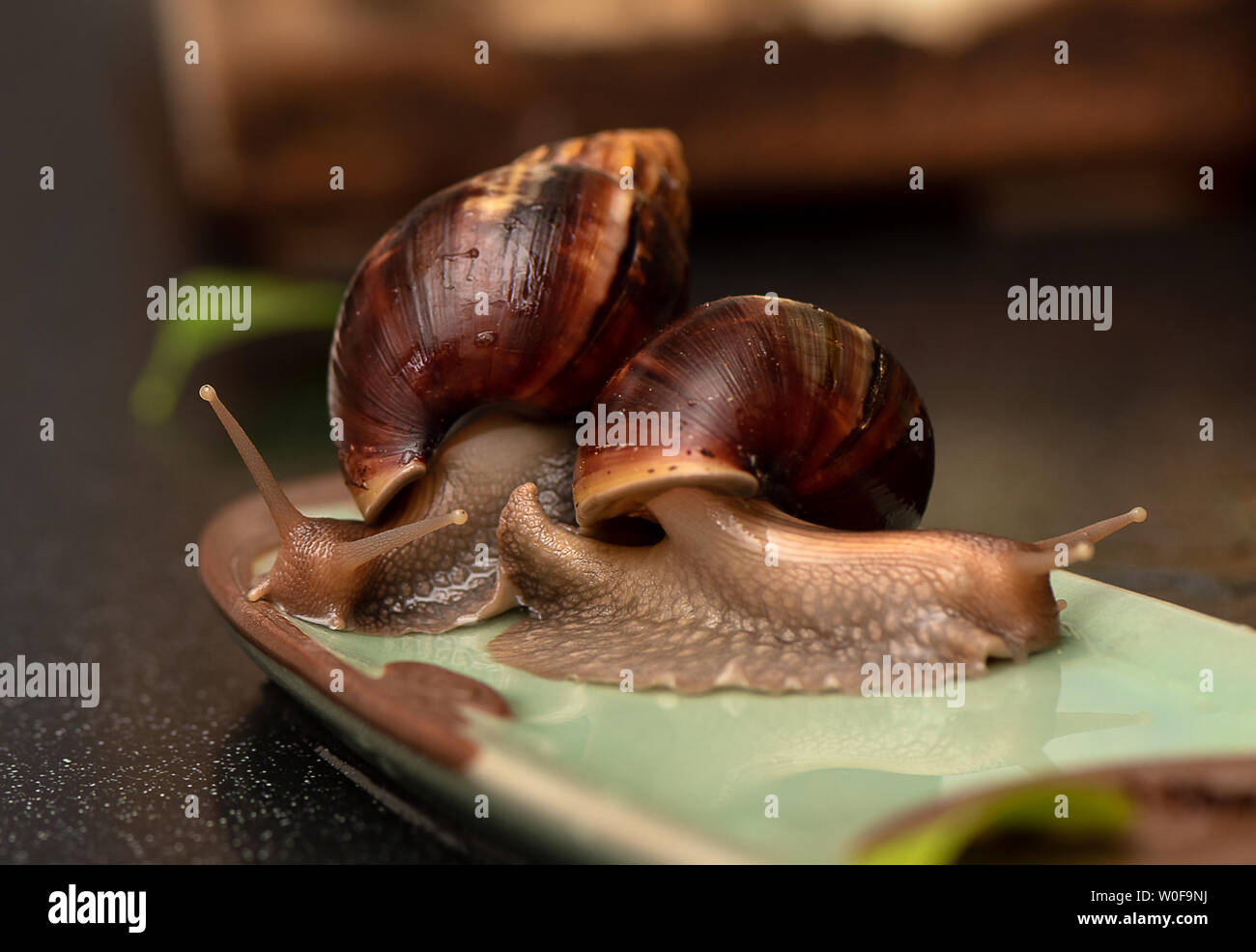 Giant african snails hires stock photography and images Alamy