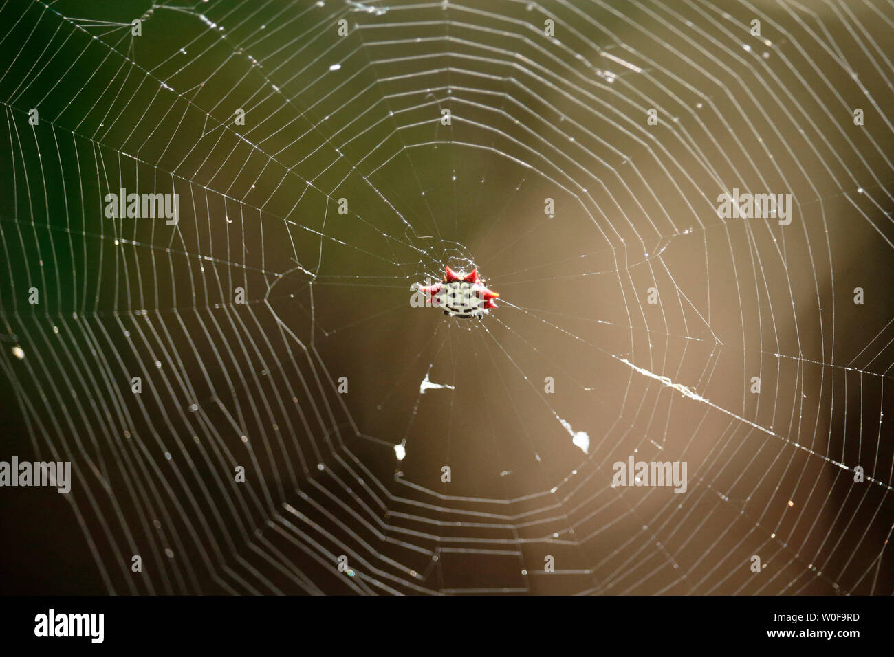 USA. Florida. Fort Myers. Manatee Park. Crab spider (Gasteracantha