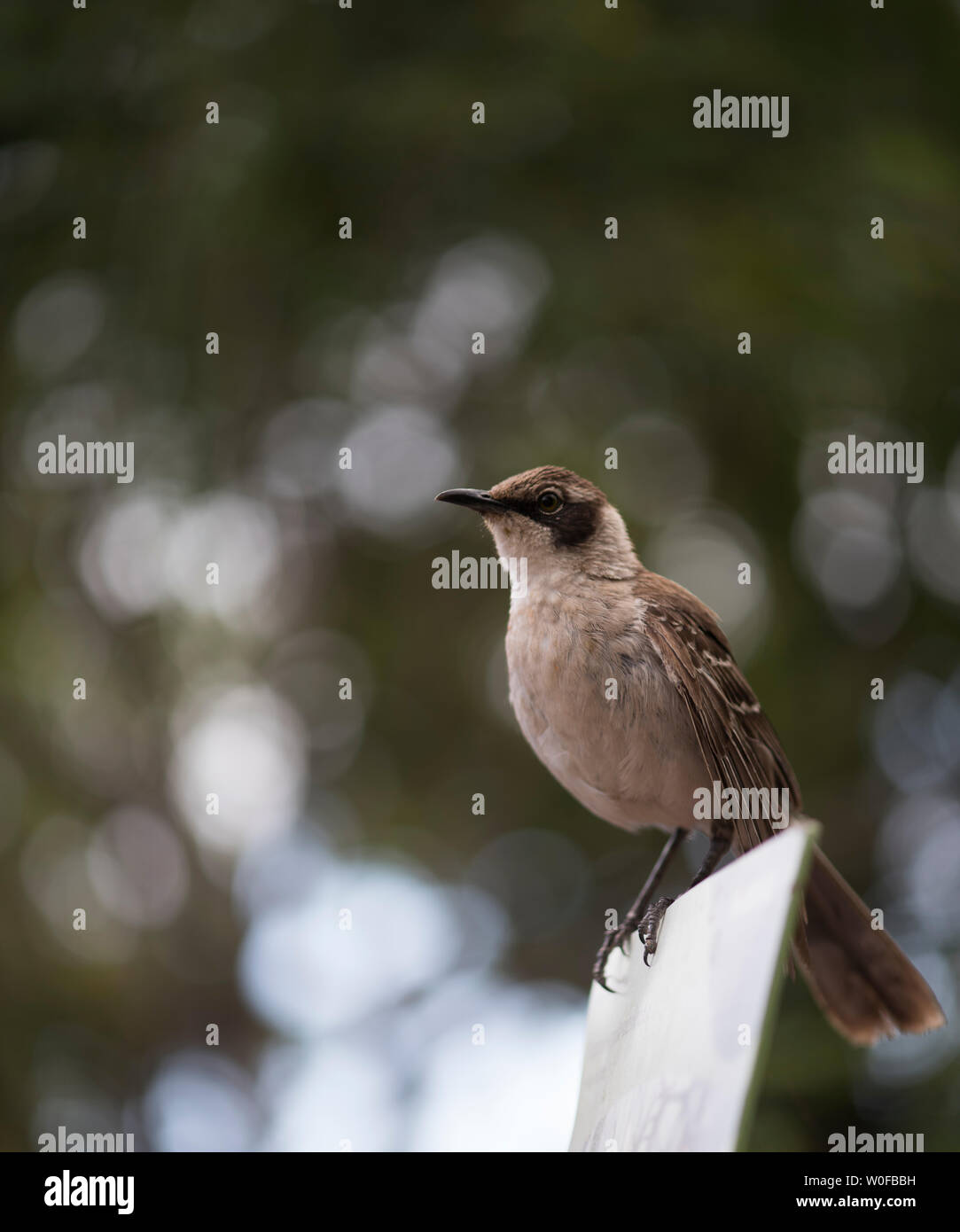 Female Galapagos Mockingbird Waiting Stock Photo - Alamy