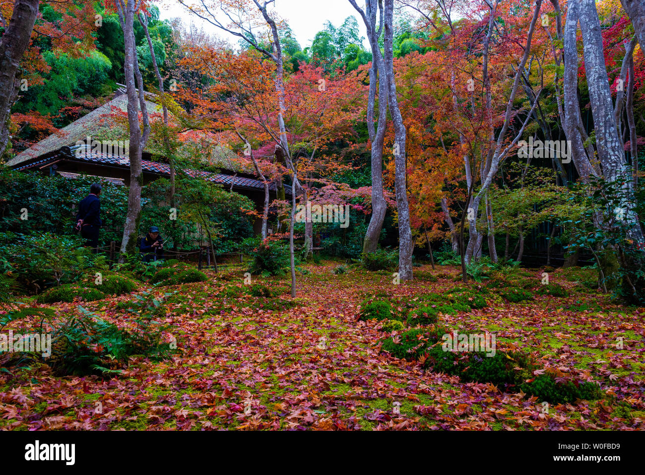 Gioji Temple Kyoto Kansai Honshu Japan Gardens Stock Photo Alamy