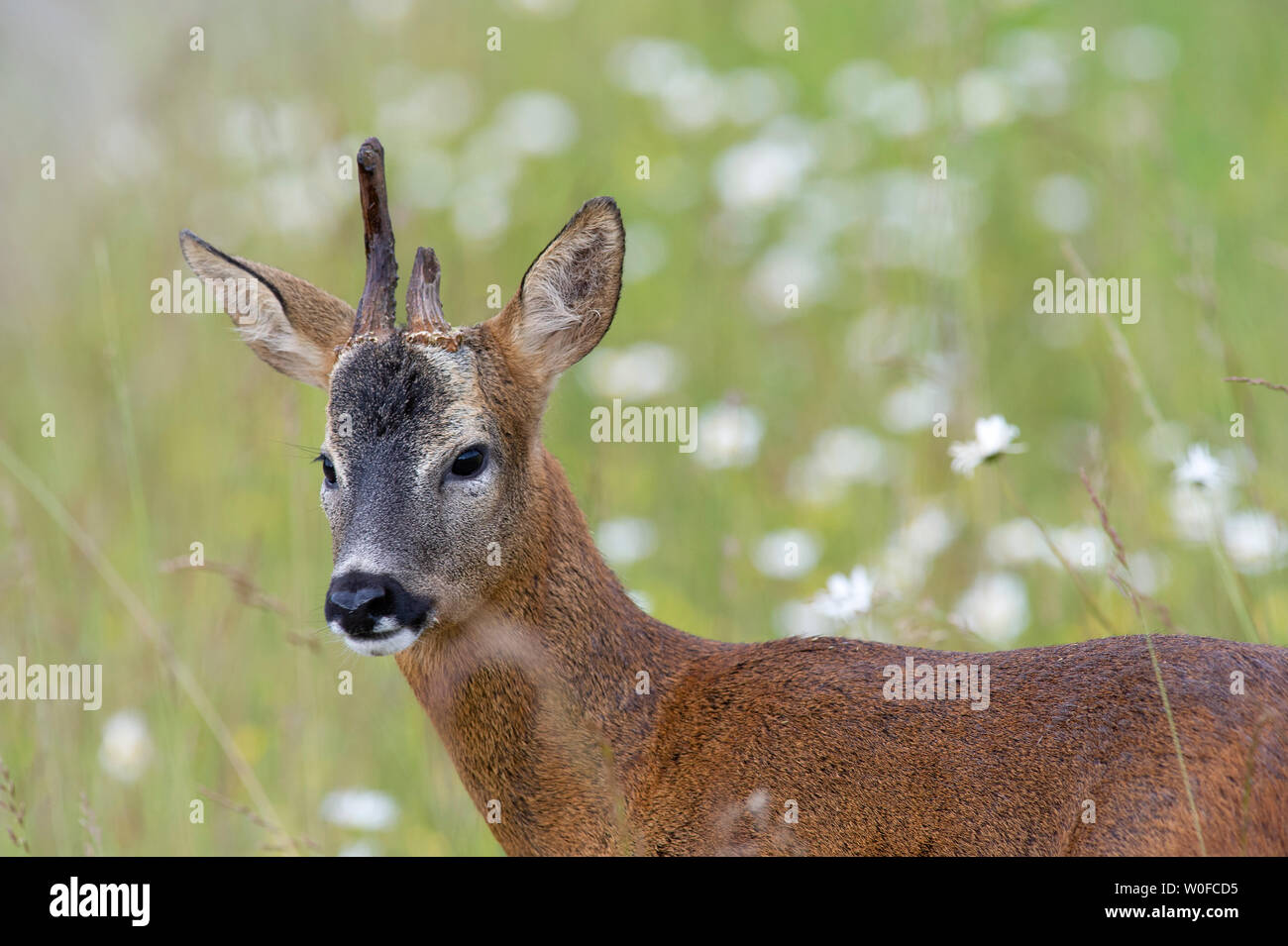 A close up of a Roe Deer Stag (Capreolus capreolus) with one broken antler in a meadow at Tophill Low Nature Reserve in East Yorkshire Stock Photo