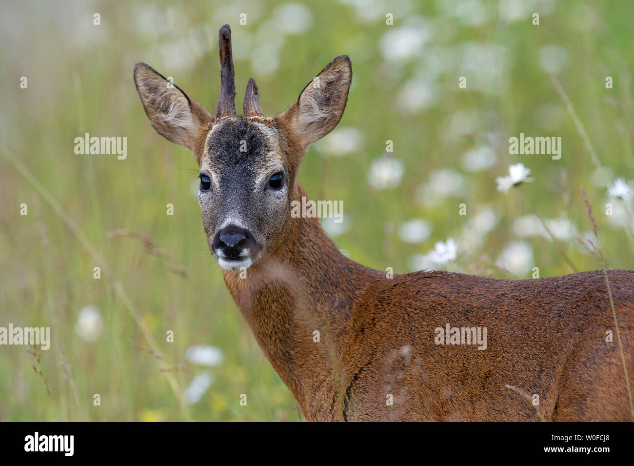 A close up of a Roe Deer Stag (Capreolus capreolus) with one broken antler in a meadow at Tophill Low Nature Reserve in East Yorkshire Stock Photo