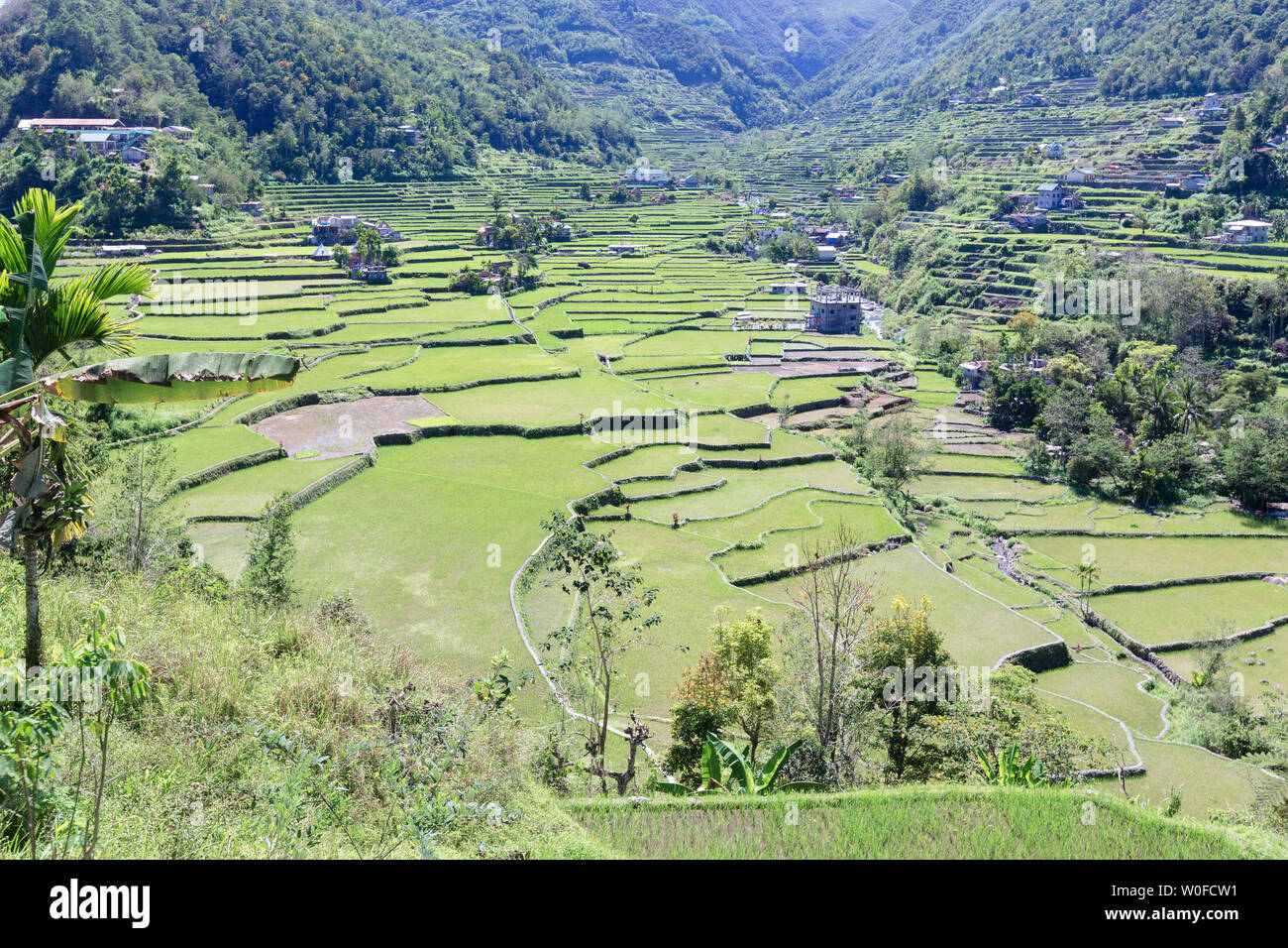 Hapao rice terraces, near Banaue, Philippines Stock Photo